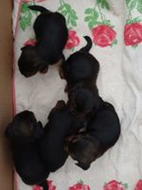   5 petits loulous yorkshires disponibles  . 