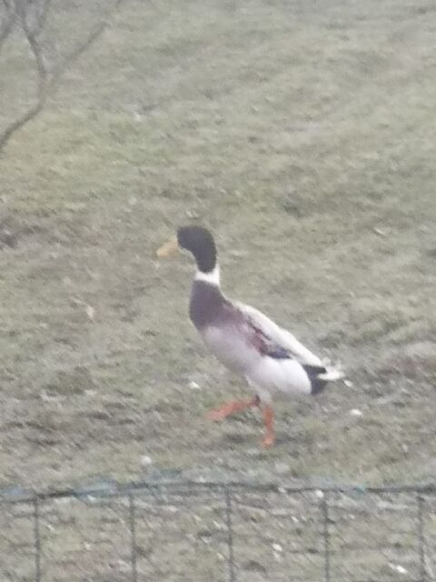 Canard Coureur indien 10 71210 Saint-laurent-d'andenay