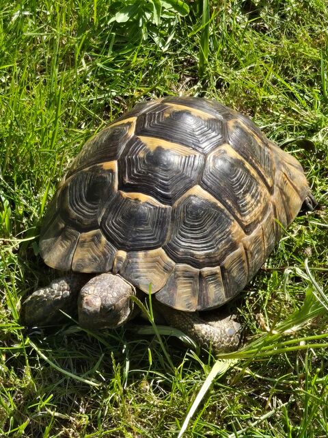 Recherche grosse tortue Ibera testudo 77 0 93800 pinay-sur-seine