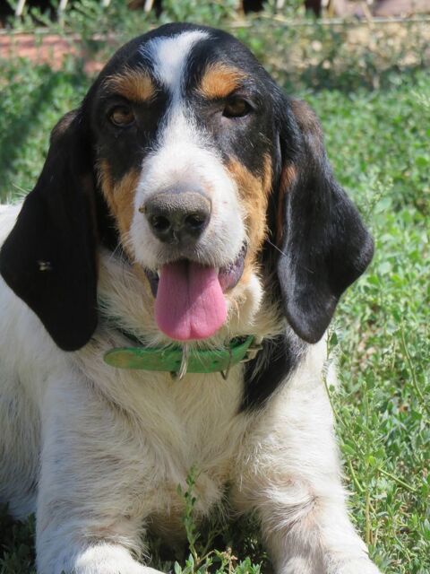 Xéna cherche une famille! 0 34000 Montpellier