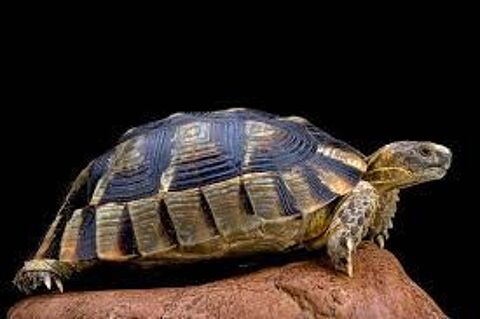 recherche tortue bordee (testudo marguinata) 0 34980 Saint-gly-du-fesc