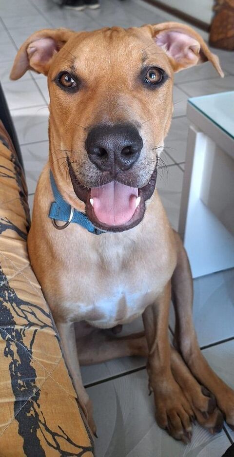 Barton, m&acirc;le crois&eacute; berger, n&eacute; le 15/06/2025 380 44000 Nantes