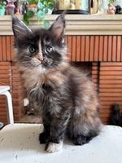   Chatons Maine Coon à vendre 