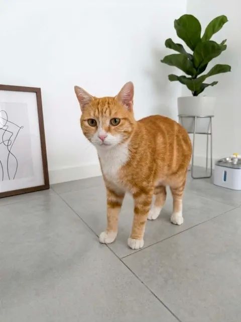 Paulo adorable chat un an a adopter 140 11000 Carcassonne