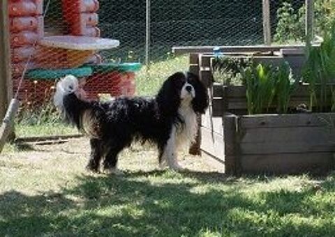 saillie 500 09700 Saverdun