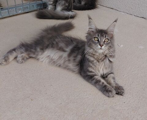 MAINE COON LOOF LABEL OR 1200 72250 Parigné-l'Évêque