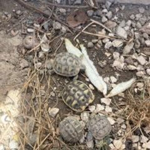 tortues de terre Le Castellet (83)