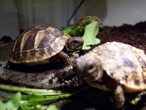 2 Tortues Juv&eacute;niles 60 24470 Saint-pardoux-la-rivi�re