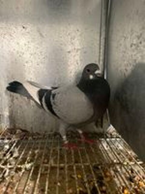   Pigeon voyageur 
