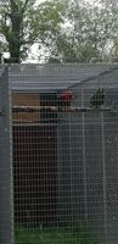   Perroquet ECLECTUS femelle  