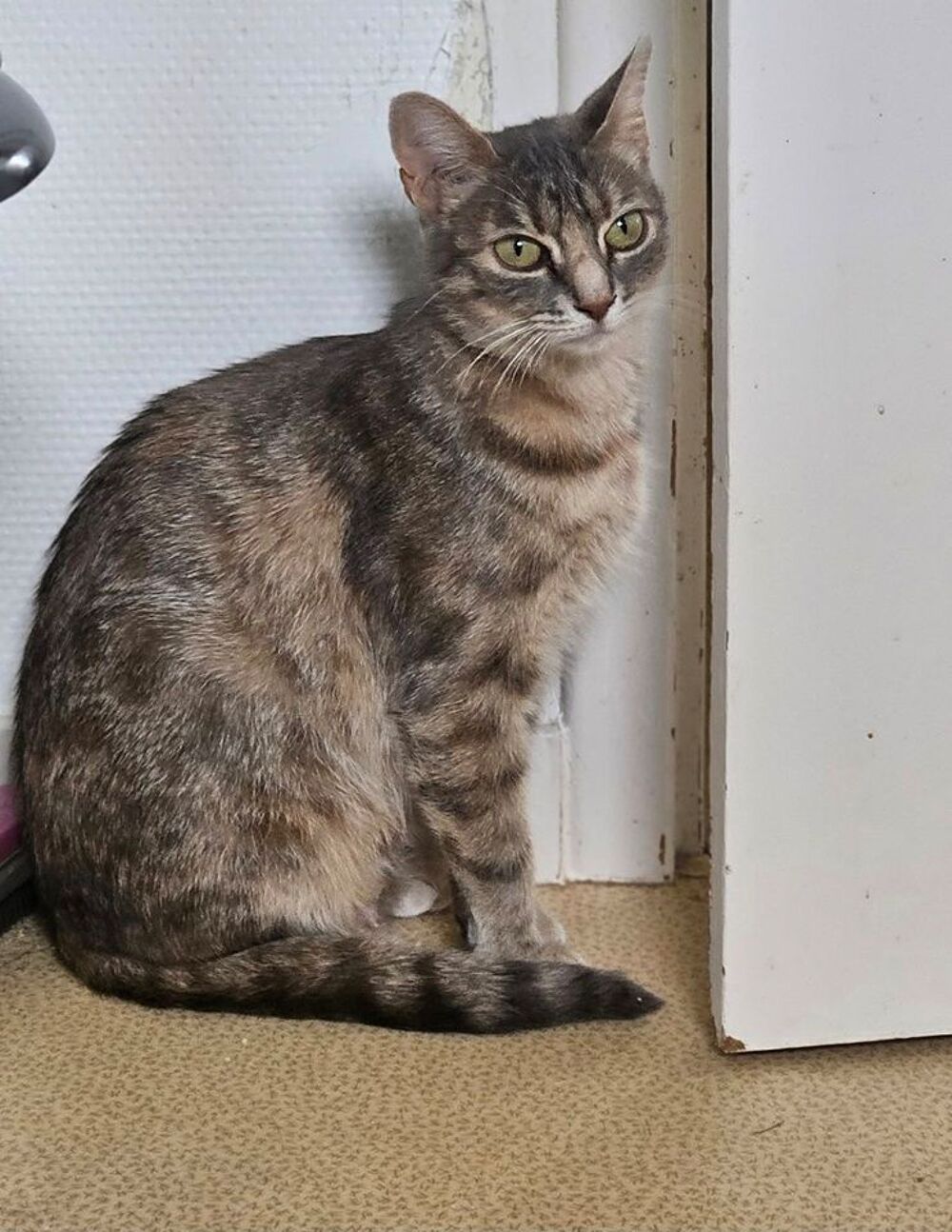   ATHENA, magnifique chatte tigrée à adopter via l'association UMA 