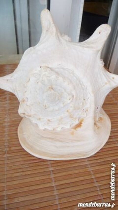 GROS COQUILLAGE BLANC 50 Nice (06)