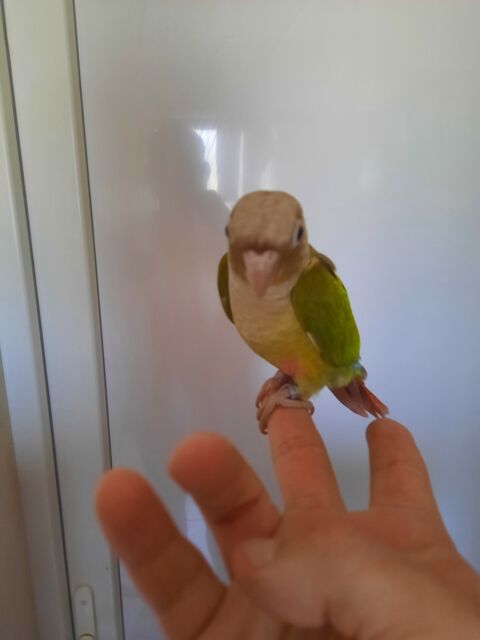 Perruche conure molinae femelle élevée à la main 150 44150 Ancenis