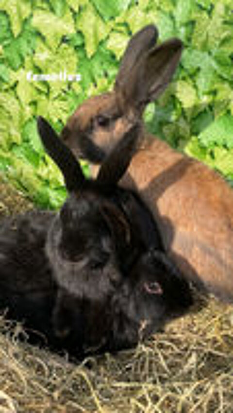   Lapins papillons  
