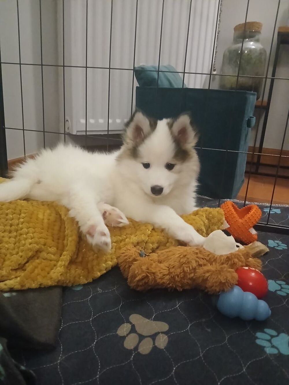   R�servation chiot femelle pomsky disponible  