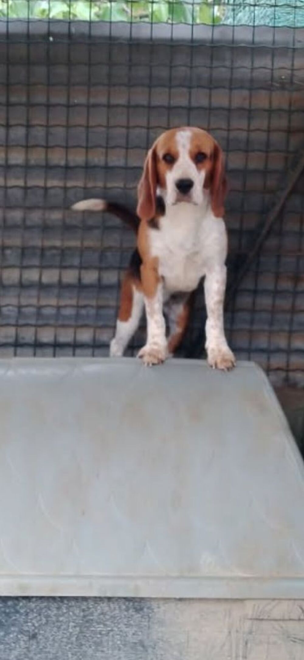    femelle beagle au lof 

