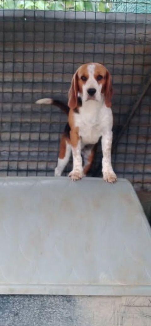  femelle beagle au lof 
950 11100 Narbonne