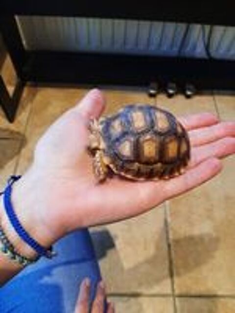   tortue terrestre sulcata sillonnée  