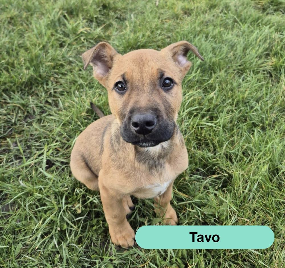   Tavo, crois� malinois � adopter 