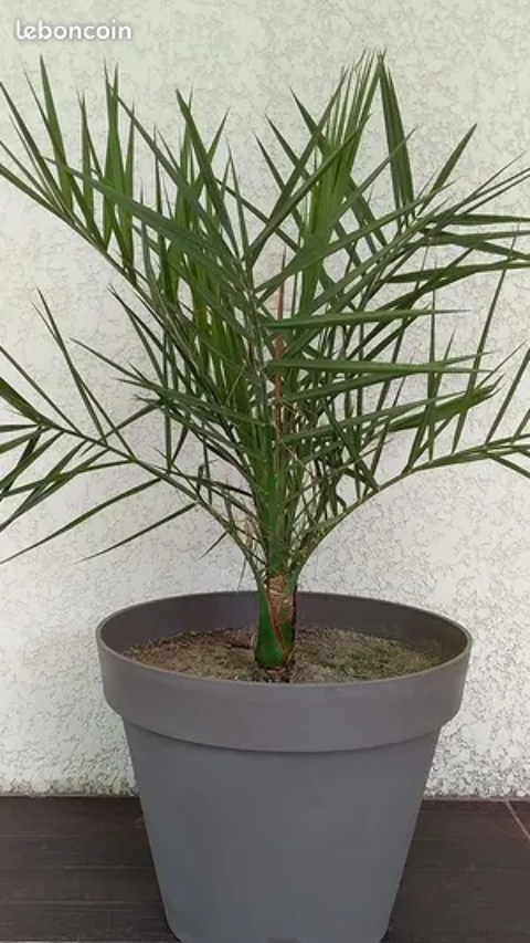 palmier avec pot 50 Clisson (44)