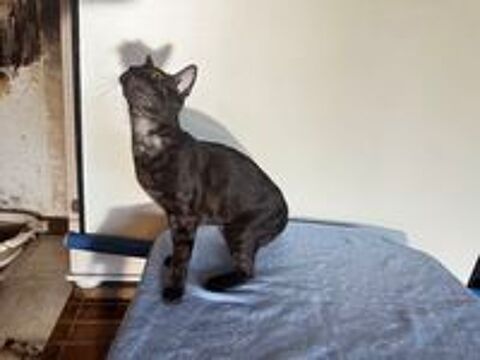   CHATON BENGAL inscrit au LOOF père CHAMPION INTERNATIONNAL 