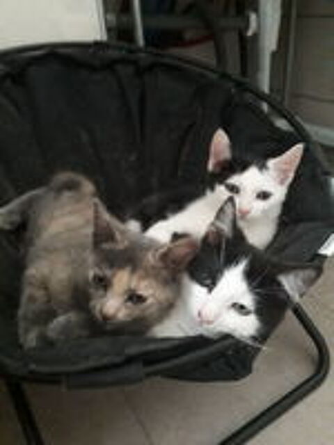   Chatons européens  