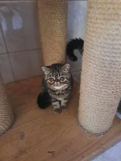 Chaton Exotic Brown type blotched tabby mâle 600 94190 Villeneuve-saint-georges
