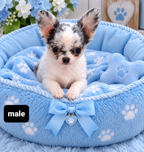 Chiot chihuahua male et femelles 900 62660 Beuvry
