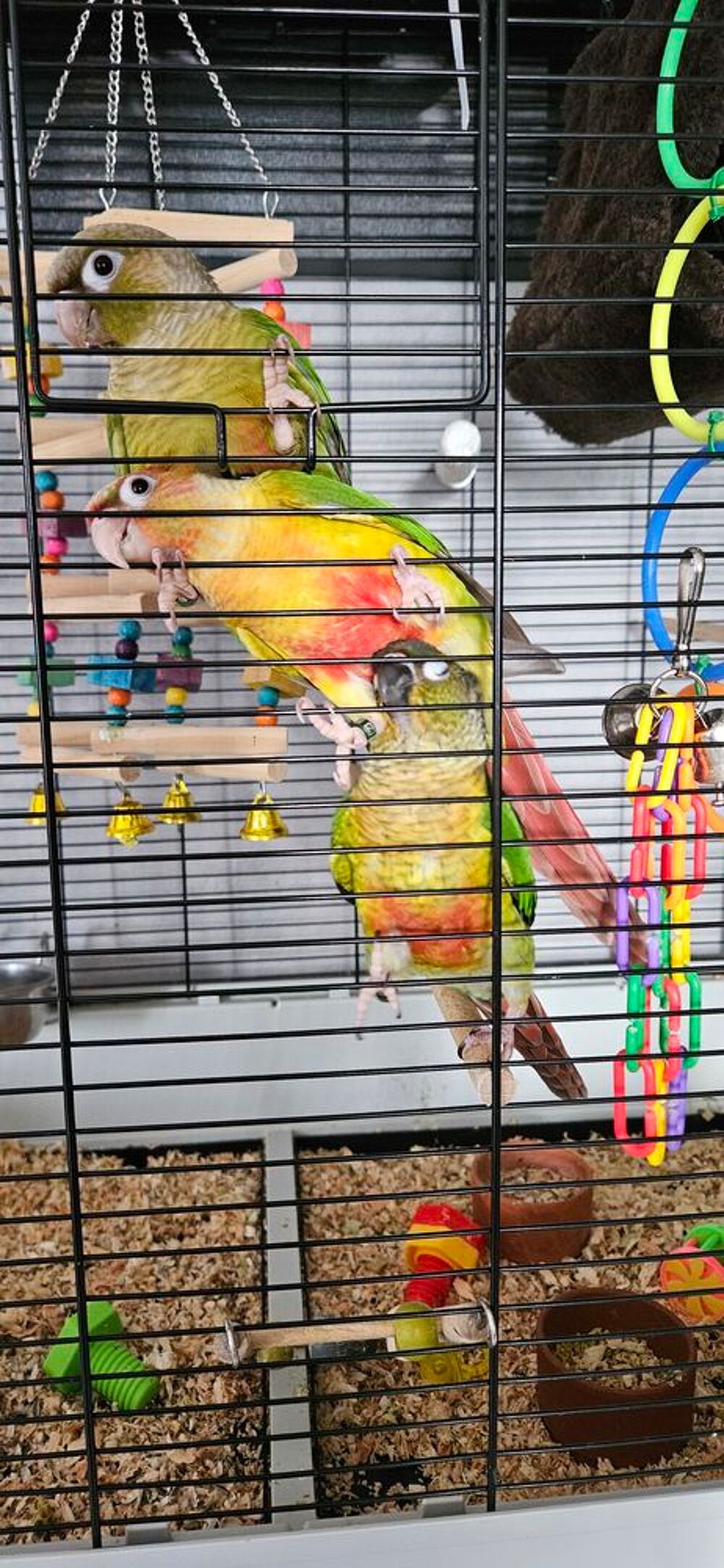  Conure Molinae 