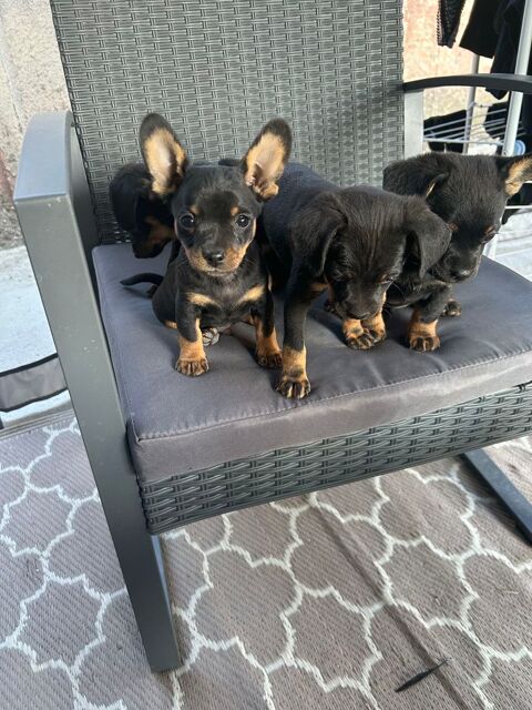 de chiot de pinscher Naima race pure 400 77550 Moissy-cramayel