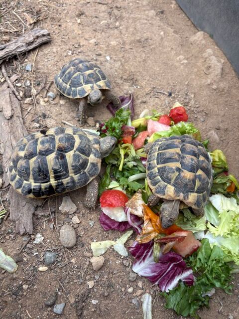 B&eacute;b&eacute;s tortues 50 06510 Carros