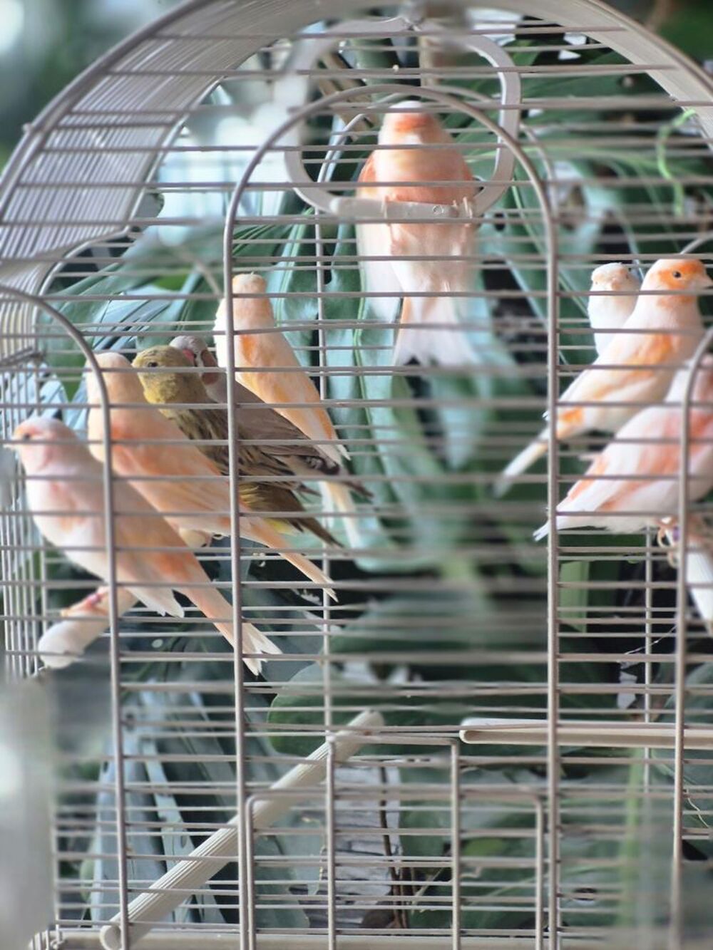   Cède canari  
