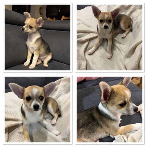 Chienne chihuahua ? 680 56910 Carentoir