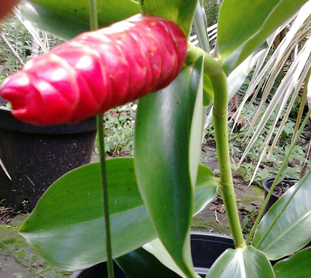 Plantes m&eacute;dicinales Jardin