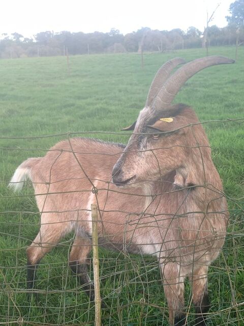 Bouc castré 3 ans 35 59530 Locquignol