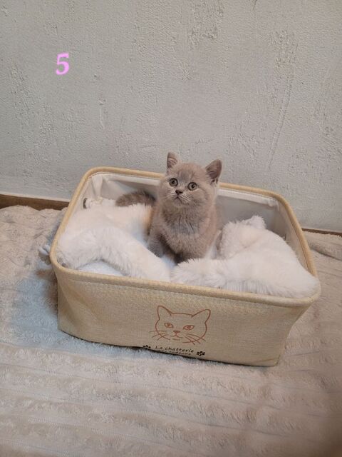 British shorthair femelle  990 59230 Saint-amand-les-eaux