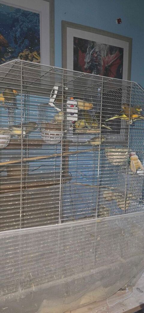 Canarie + cage Faverges (74)