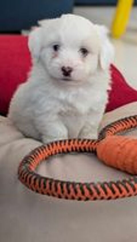   Chiot Coton de Tuléar  