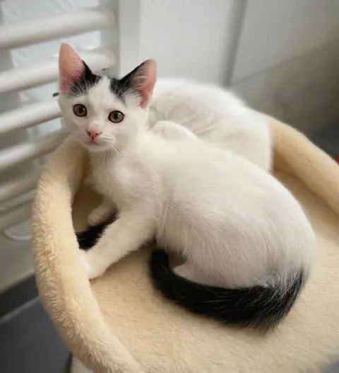 Chatons cherchent famille pour adoption responsable 140 11000 Carcassonne
