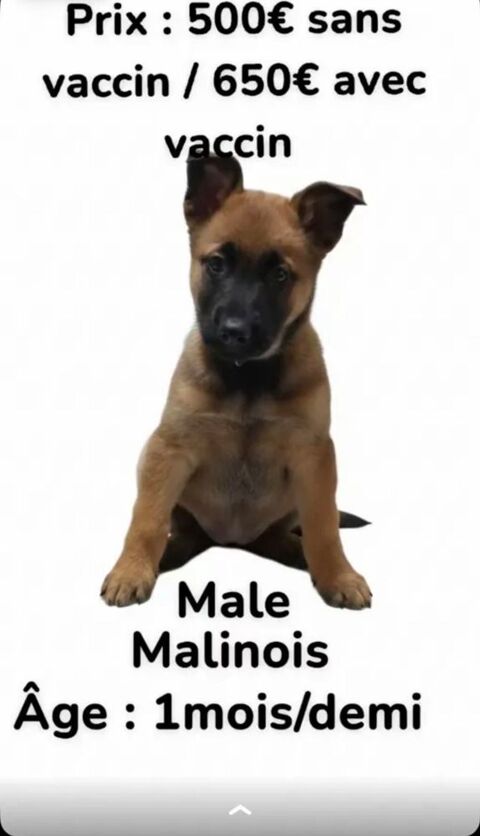 chiot m&agrave;&cent;le malinois 0 49630 Maz�
