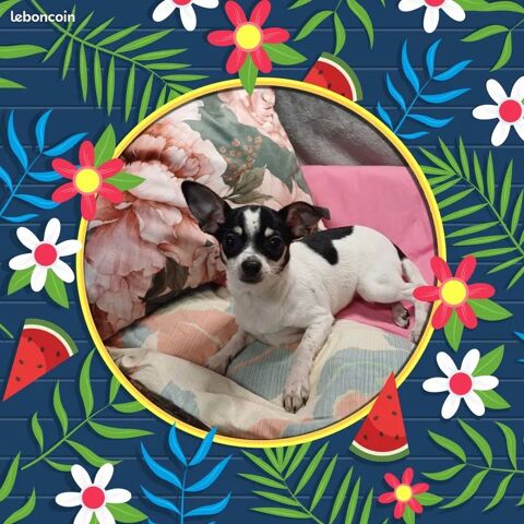 Chiot Chihuahua poils courts femelle 550 18140 Prcy
