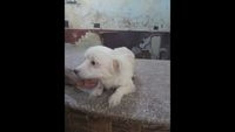   MIKY MLE NON CASTR 2 ANS 1/2 A SAUVER D'GYPTE ADOPTION SEULEMENT  