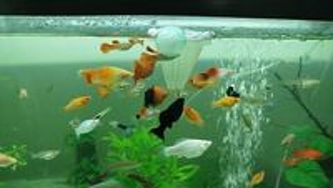   Poisson  