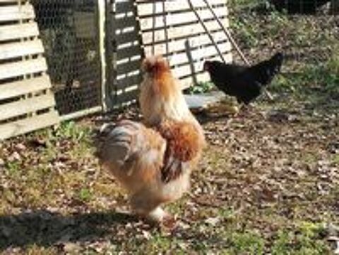   jeune coq 