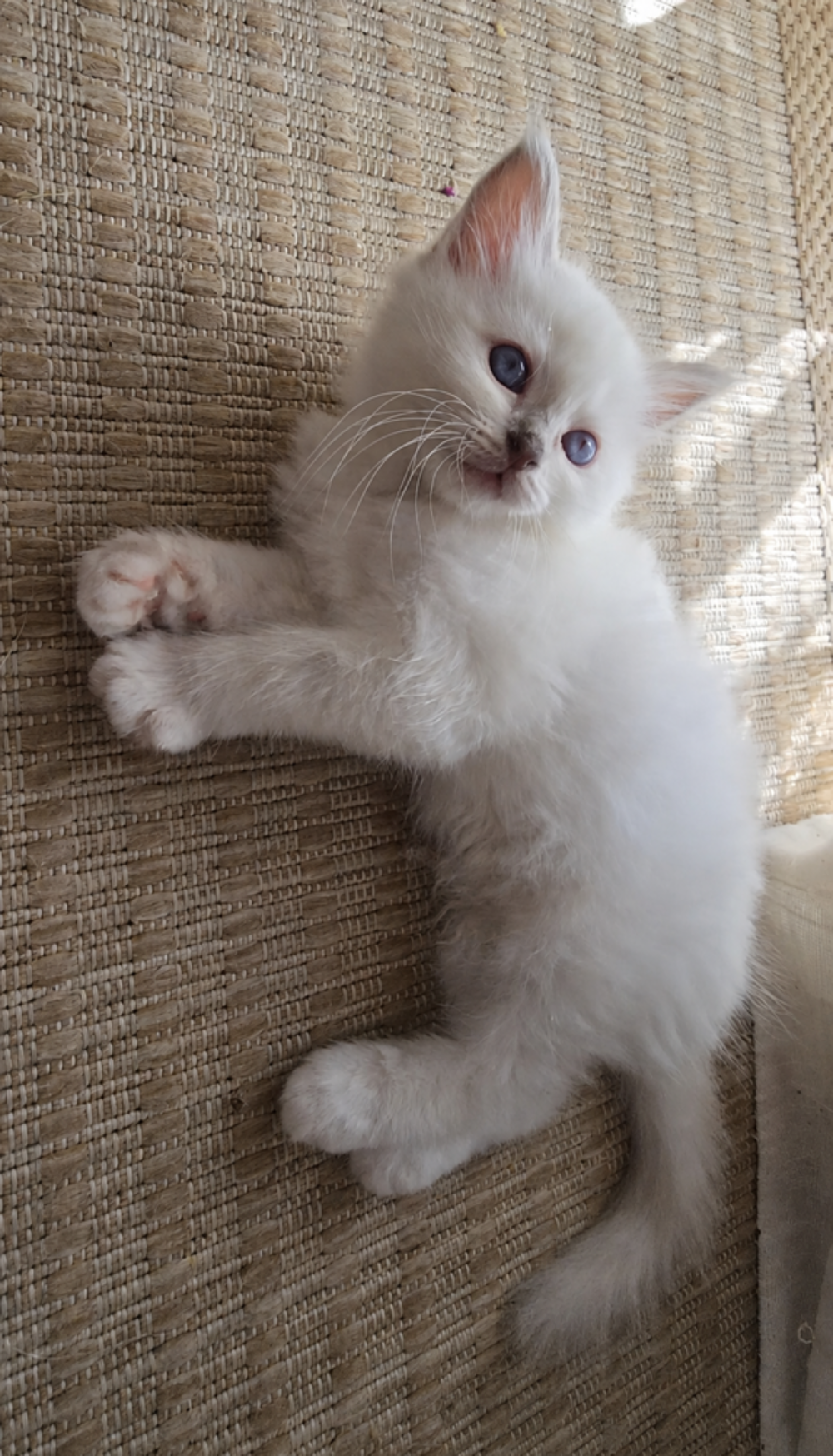   Chatons sacré de birmanie 