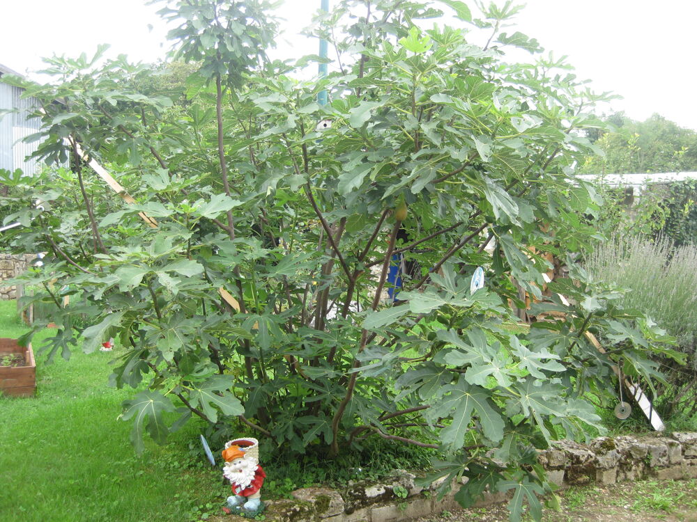 PLANTS DE FIGUIERS A REPIQUER JUSQU'AU DEBUT DU PRINTEMPS Jardin