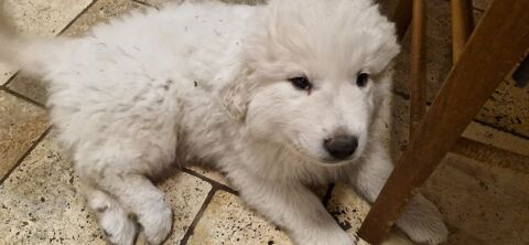 CHIOTS PATOUS 400 61380 Saint-martin-des-p�zerits