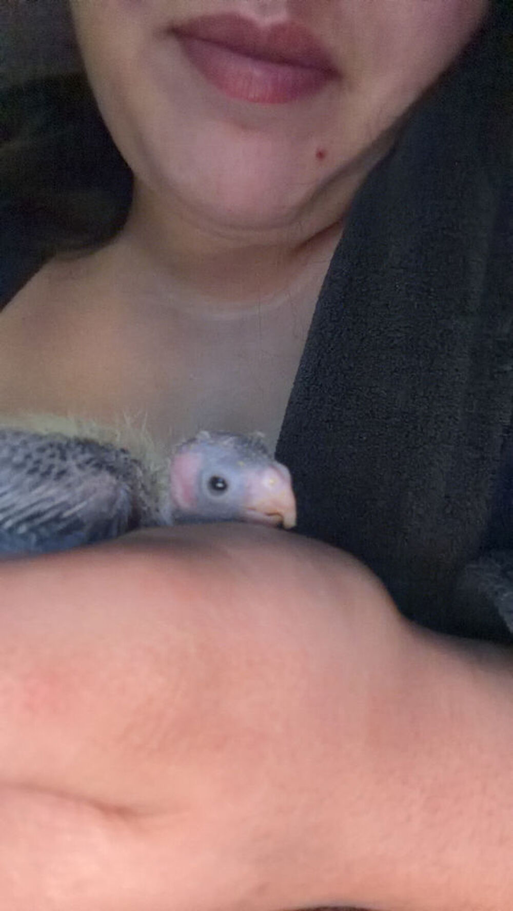   Je 3 couple de calopsite avec 4 bébé dont 5 oeuf 