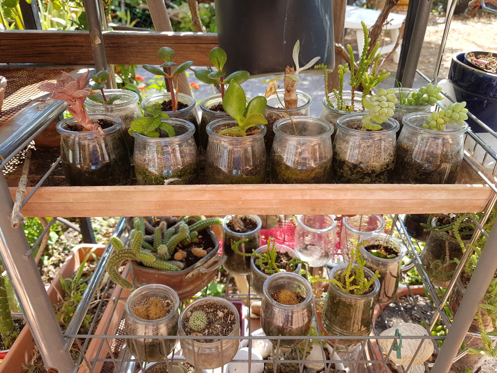PLANTES GRASSES et CACTUS Jardin
