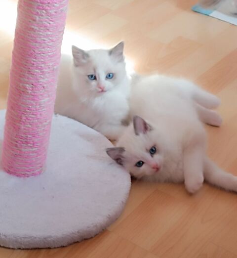 Ragdoll m&acirc;les 1500 94200 Ivry-sur-seine
